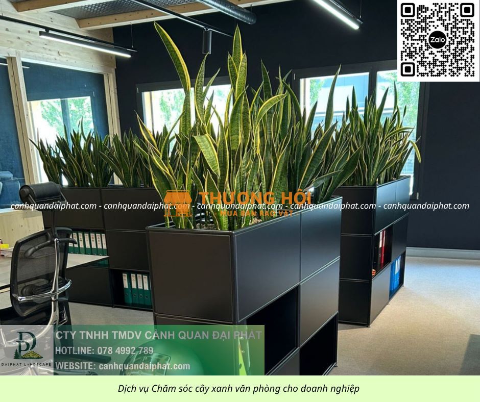 DỊCH VỤ CHĂM SÓC CÂY XANH VĂN PHÒNG TP.HCM GIÁ RẺ – CHUYÊN NGHIỆP, TẬN TÂM