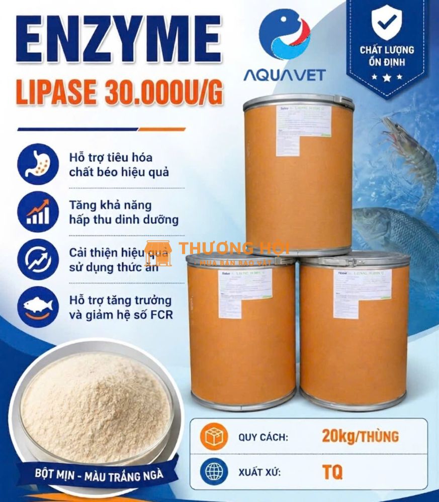 ENZYME LIPASE - TIÊU HOÁ CHẤT BÉO