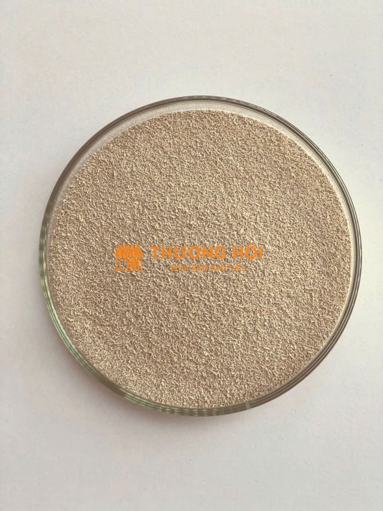 NẤM MEN SACCHAROMYCES - NẤM MEN BÁNH MÌ