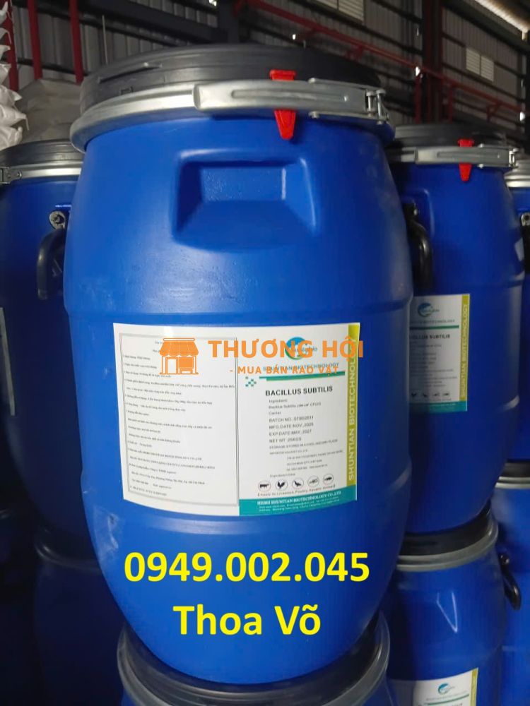 BACILLUS SUBTILIS – Men vi sinh xử lý nước, phân hủy hữu cơ, hỗ trợ tiêu hóa và tăng miễn dịch thủy sản
