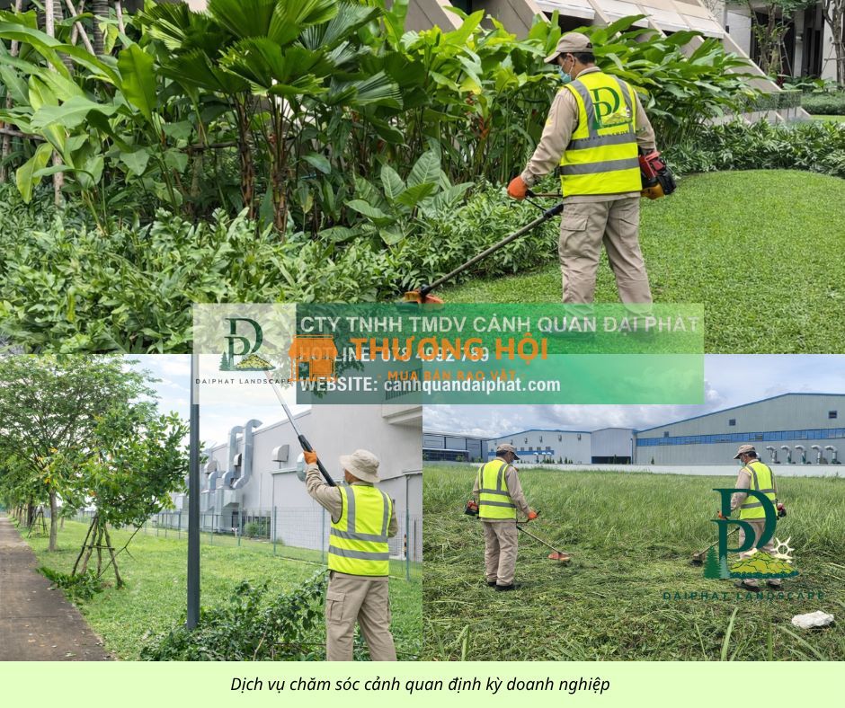 DỊCH VỤ CẮT CỎ – CHĂM SÓC CÂY XANH KCN AMATA BIÊN HÒA ĐỒNG NAI